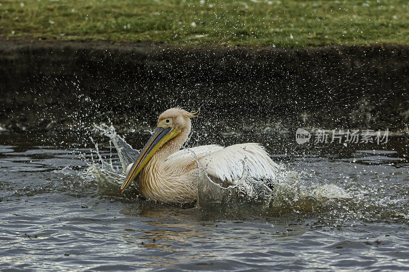 大白鹈鹕(Pelecanus onocrotalus)，也被称为东方白鹈鹕、玫瑰色鹈鹕或白鹈鹕。在进入肯尼亚纳库鲁湖国家公园的一条淡水溪流中清洗自己。大量的水飞溅和特写的行动。